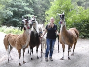 Ferienspaß in Engelskirchen -Lamatrekking- Juli 2015